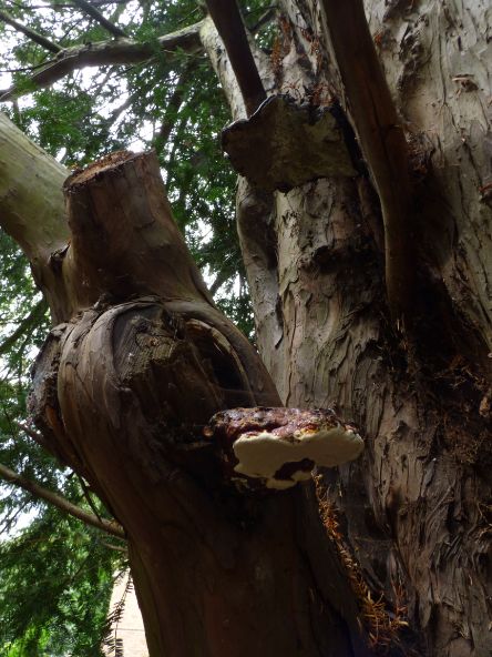 Mature fruit body on yew in Finchley, London.